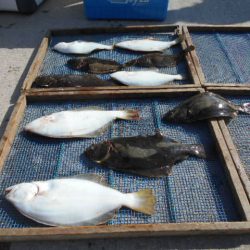 大進丸（愛知） 釣果