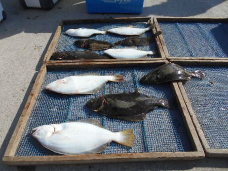 大進丸（愛知） 釣果