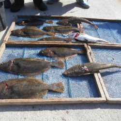 大進丸（愛知） 釣果