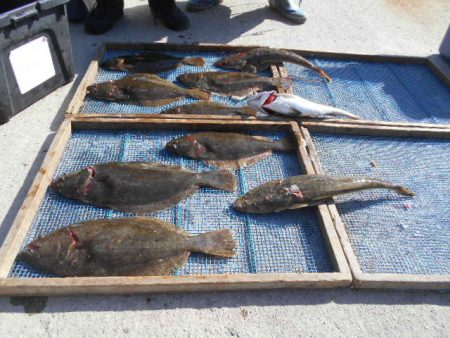 大進丸（愛知） 釣果