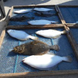 大進丸（愛知） 釣果