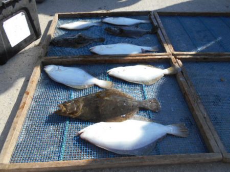 大進丸（愛知） 釣果