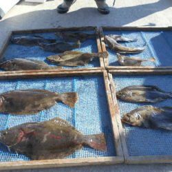 大進丸（愛知） 釣果