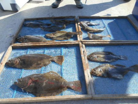 大進丸（愛知） 釣果