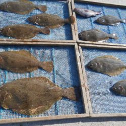 大進丸（愛知） 釣果