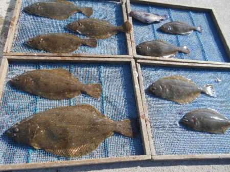 大進丸（愛知） 釣果