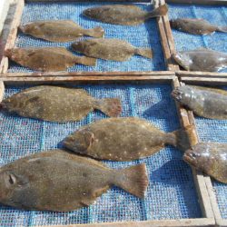 大進丸（愛知） 釣果