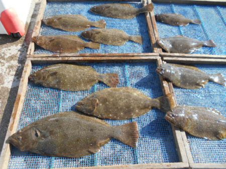 大進丸（愛知） 釣果