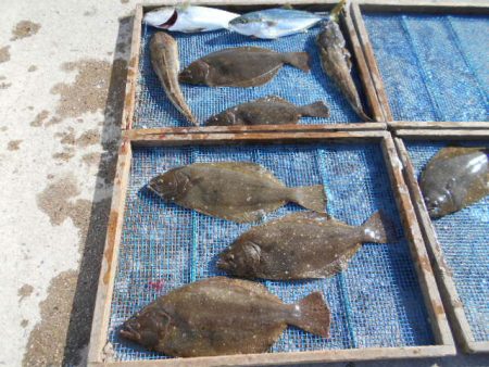 大進丸（愛知） 釣果