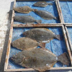 大進丸（愛知） 釣果