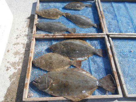 大進丸（愛知） 釣果