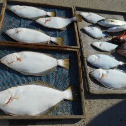 大進丸（愛知） 釣果