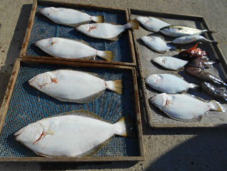 大進丸（愛知） 釣果