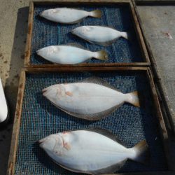 大進丸（愛知） 釣果