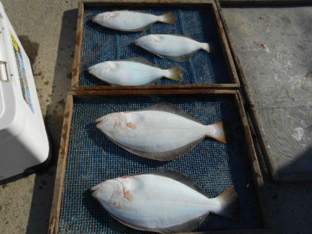 大進丸（愛知） 釣果