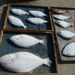 大進丸（愛知） 釣果