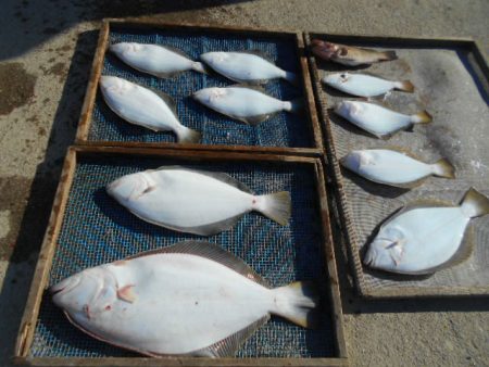 大進丸（愛知） 釣果