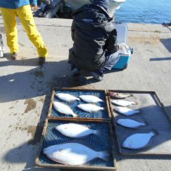 大進丸（愛知） 釣果