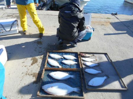 大進丸（愛知） 釣果