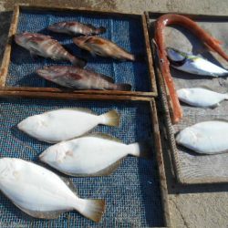 大進丸（愛知） 釣果