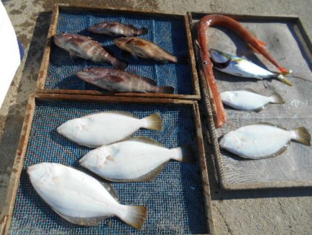 大進丸（愛知） 釣果