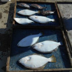 大進丸（愛知） 釣果
