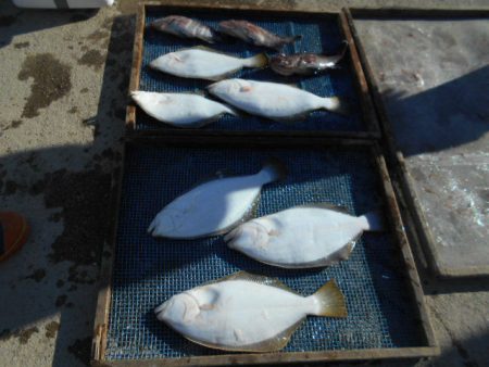 大進丸（愛知） 釣果