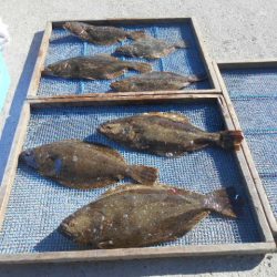 大進丸（愛知） 釣果