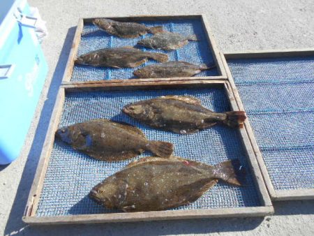 大進丸（愛知） 釣果