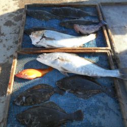 大進丸（愛知） 釣果