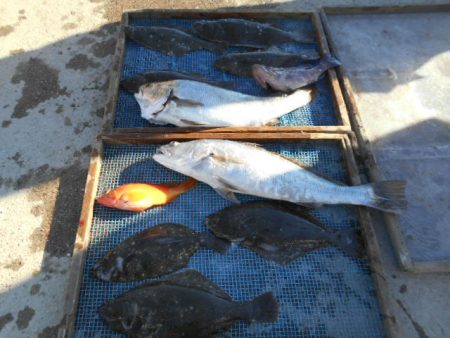 大進丸（愛知） 釣果