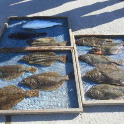 大進丸（愛知） 釣果