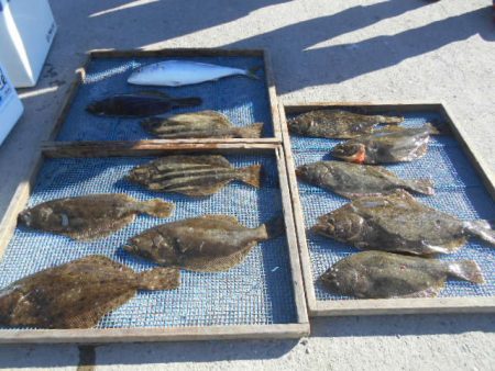 大進丸（愛知） 釣果