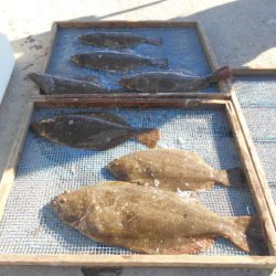 大進丸（愛知） 釣果