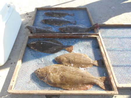 大進丸（愛知） 釣果