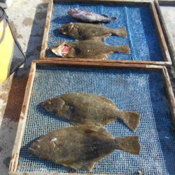 大進丸（愛知） 釣果