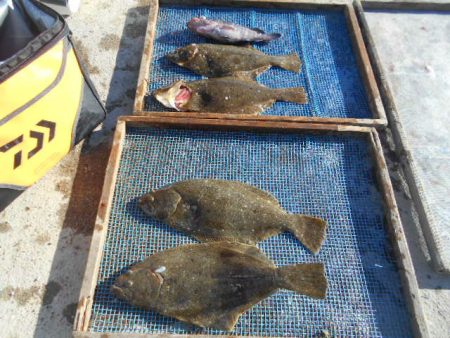 大進丸（愛知） 釣果