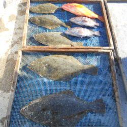 大進丸（愛知） 釣果