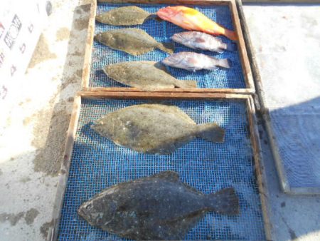 大進丸（愛知） 釣果