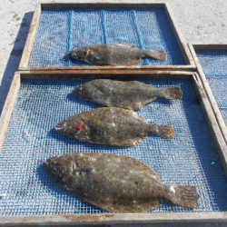 大進丸（愛知） 釣果