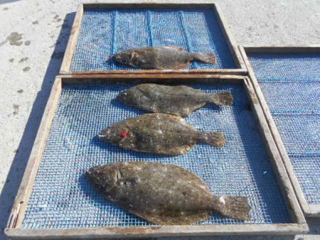 大進丸（愛知） 釣果