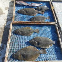 大進丸（愛知） 釣果