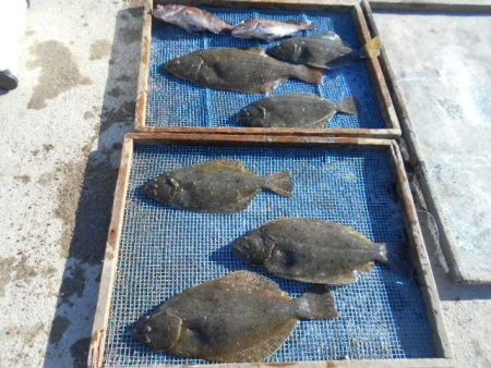 大進丸（愛知） 釣果