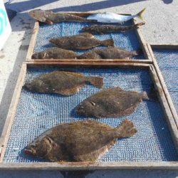 大進丸（愛知） 釣果