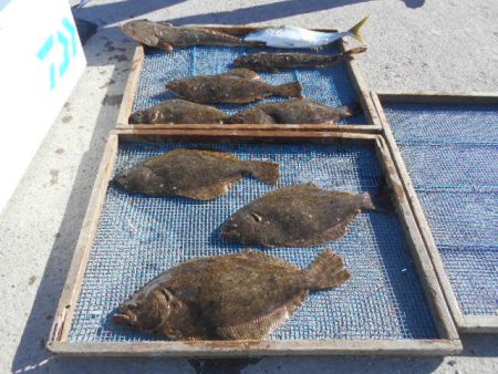 大進丸（愛知） 釣果