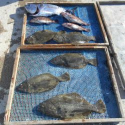 大進丸（愛知） 釣果