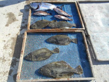 大進丸（愛知） 釣果