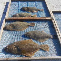 大進丸（愛知） 釣果