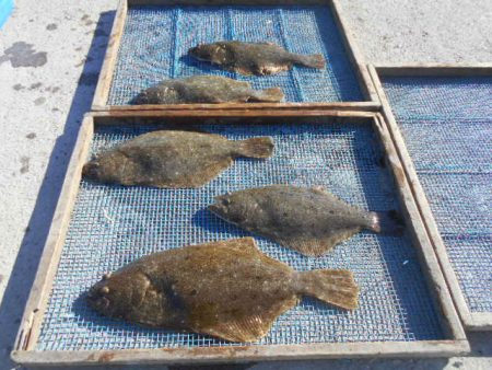 大進丸（愛知） 釣果