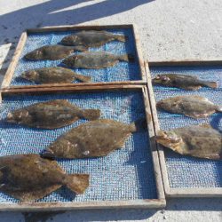 大進丸（愛知） 釣果